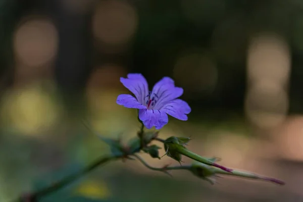 Schöne Blume Wald Mit Bokeh Hintergrund — Stockfoto