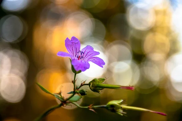 Όμορφο Λουλούδι Στο Δάσος Bokeh Στο Παρασκήνιο — Φωτογραφία Αρχείου