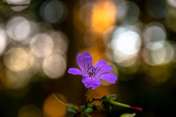 背景にぼっくりとした森の中の美しい花 — ストック写真