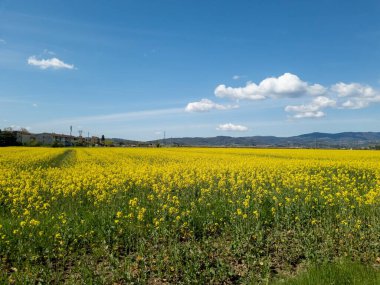 Çiçekli kolza tohumu tarlalarıyla kırsal alan