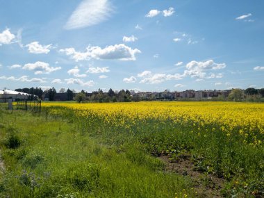Çiçekli kolza tohumu tarlalarıyla kırsal alan