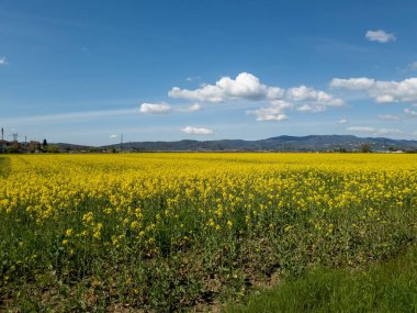 Çiçekli kolza tohumu tarlalarıyla kırsal alan