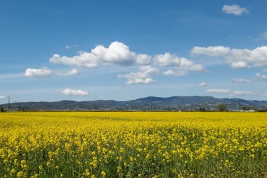 Çiçekli kolza tohumu tarlalarıyla kırsal alan