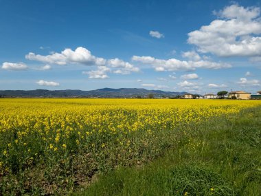 Çiçekli kolza tohumu tarlalarıyla kırsal alan