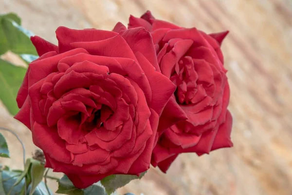 Rote Rosen Vordergrund — Stockfoto