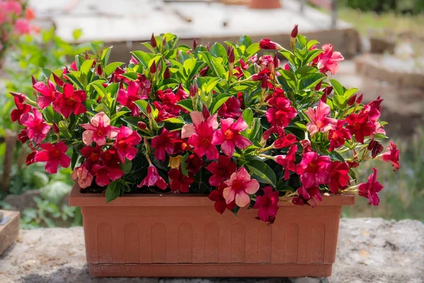 Planter pot with beautiful colorful flowers outside