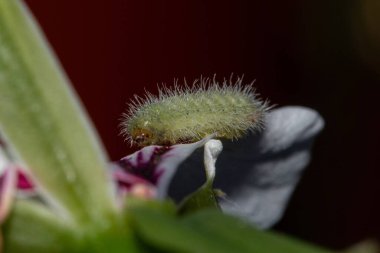 Bir çiçeğin üzerindeki sardunya lichenide.