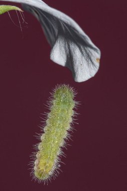 Sardunya Lichenide ipliğinden sarkıyor