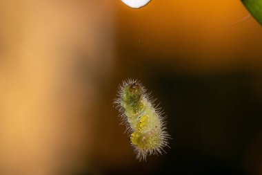 Sardunya Lichenide ipliğinden sarkıyor