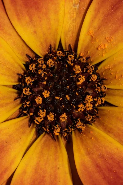 Flor Calêndula Primeiro Plano — Fotografia de Stock