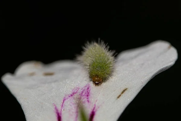 Geranium Lichenide Flower — Stock Photo, Image