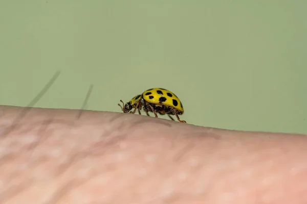 Sarı Uğur Böceği Elinde Geziniyor — Stok fotoğraf