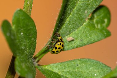 Bir bitkinin tepesindeki sarı uğur böceği