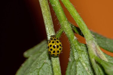 Bir bitkinin tepesindeki sarı uğur böceği