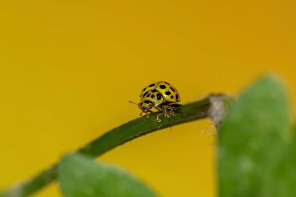 Gul Ladybug Toppen Plante – stockfoto