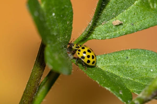 Yellow Ladybug Top Plant — Stock Photo, Image