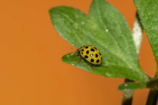 Bir Bitkinin Tepesindeki Sarı Uğur Böceği — Stok fotoğraf