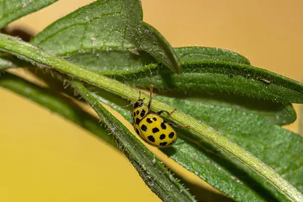 Yellow Ladybug Top Plant — Stock Photo, Image
