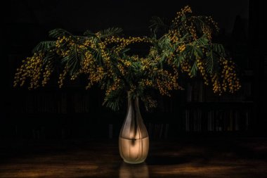 Vazoda hala mimoza var.