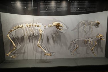 Santander, İspanya - 29 Ekim 2022: Tarih Öncesi ve Arkeoloji Müzesi 'nde antik kemikler sergileniyor