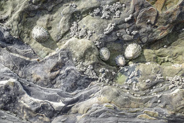 Piedras Envejecidas Percebes Sobre Rocas Costa Cántabra Santander España —  Fotos de Stock