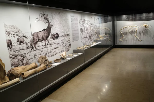 Santander Spanyolország 2022 Október Ősi Csontok Kiállítása Kantábriai Őskori Régészeti — Stock Fotó