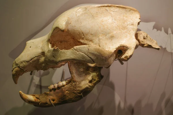 Santander Hiszpania Paź 2022 Starożytne Kości Wystawione Muzeum Prehistorii Archeologii — Zdjęcie stockowe