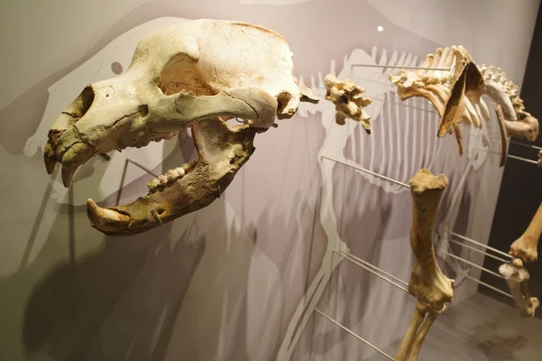 Santander Hiszpania Paź 2022 Starożytne Kości Wystawione Muzeum Prehistorii Archeologii — Zdjęcie stockowe