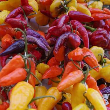 Palma de Mallorca, İspanya - 7 Kasım 2022: Bir markette asılı kırmızı ve sarı biber dizileri