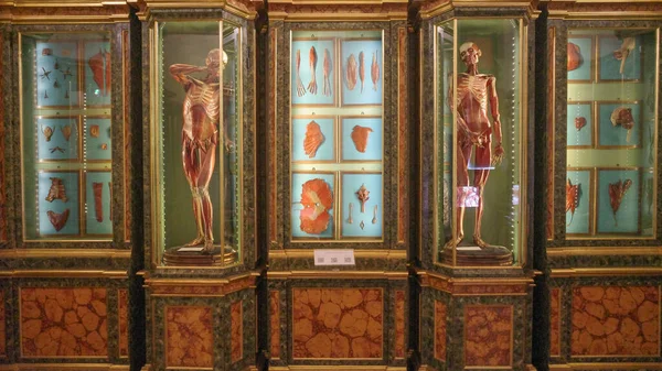 Μπολόνια Ιταλία Νοεμβρίου 2022 Ιατρικά Εκθέματα Στο Μουσείο Επιστημών Του — Φωτογραφία Αρχείου