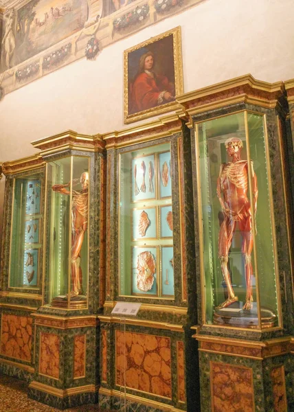 Bologna Olaszország 2022 November Orvosi Kiállítások Museo Palazzo Poggi Tudományos — Stock Fotó