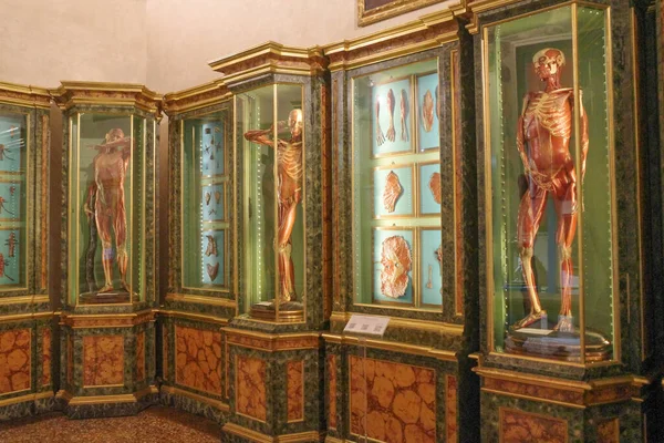 Bolonha Itália Novembro 2022 Exposições Médicas Museu Ciências Palazzo Poggi — Fotografia de Stock
