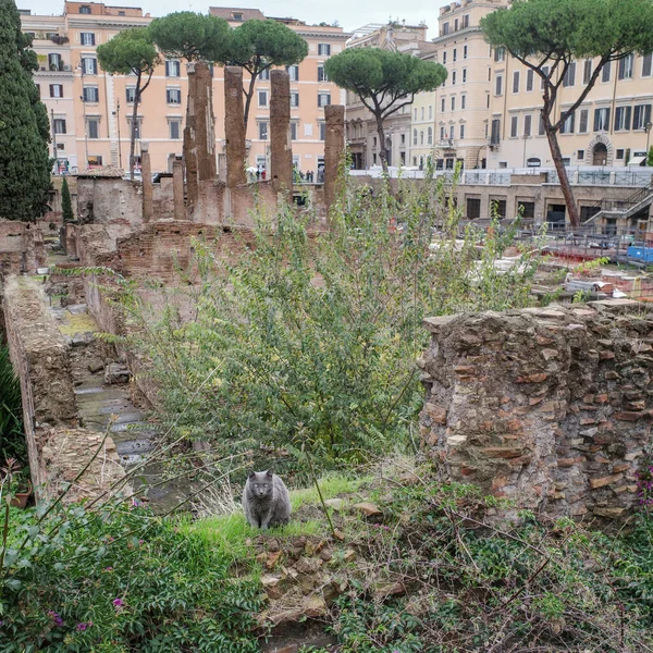 Рим Италия Ноября 2022 Года Ларго Торре Аргентина Археологические Раскопки — стоковое фото