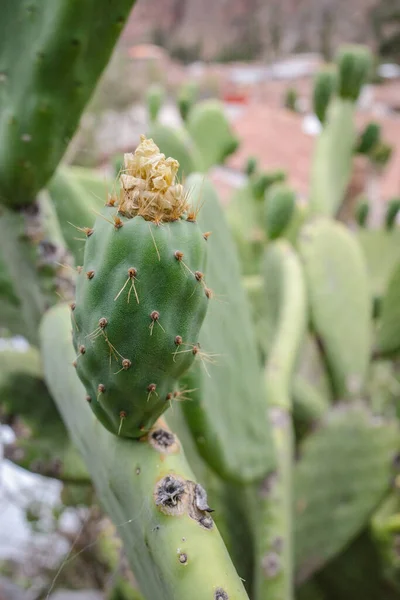 Cusco Peru Dec 2022 Prickly Pear Cactus Opuntia Field — Stock Photo, Image