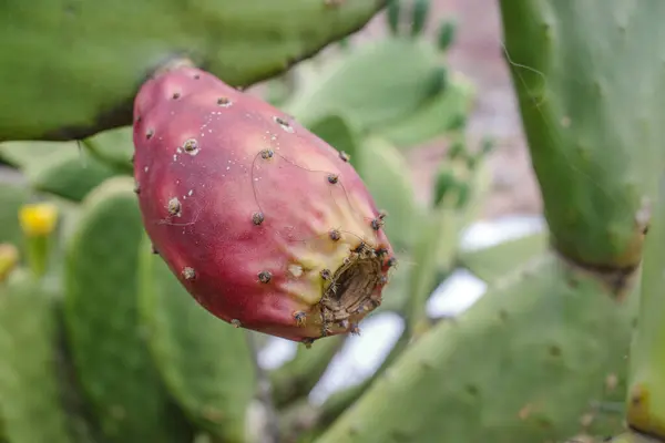 Cusco Peru Grudnia 2022 Kaktus Gruszkowy Lub Pole Opuntia — Zdjęcie stockowe