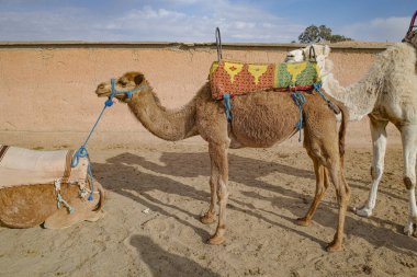 Marakeş, Fas - 22 Şubat 2023: Agafay Çölü 'ne turistleri taşımak için hazır Dromedary develeri