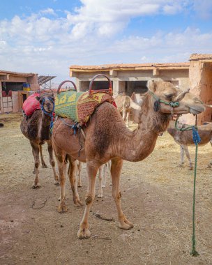 Marakeş, Fas - 22 Şubat 2023: Agafay Çölü 'ne turistleri taşımak için hazır Dromedary develeri