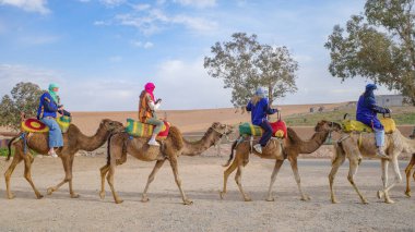 Marakeş, Fas - 22 Şubat 2023: Turistler Agafay Çölü 'nde Dromedary develerine biniyor.