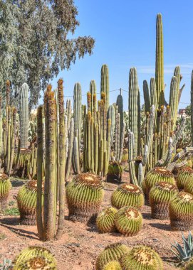 Marakeş, Fas - 25 Şubat 2023: Cactus Thiemann botanik bahçelerinde yetişen renkli kaktüs türleri