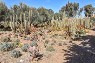 Marakeş, Fas - 25 Şubat 2023: Cactus Thiemann botanik bahçelerinde yetişen renkli kaktüs türleri