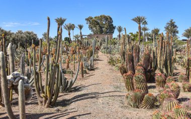 Marakeş, Fas - 25 Şubat 2023: Cactus Thiemann botanik bahçelerinde yetişen renkli kaktüs türleri