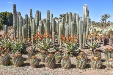 Marakeş, Fas - 25 Şubat 2023: Cactus Thiemann botanik bahçelerinde yetişen renkli kaktüs türleri