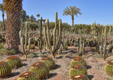 Marakeş, Fas - 25 Şubat 2023: Cactus Thiemann botanik bahçelerinde yetişen renkli kaktüs türleri