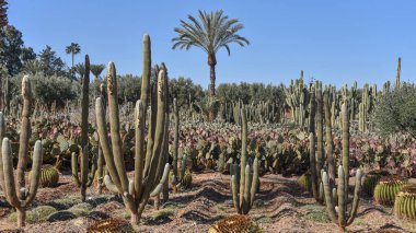 Marakeş, Fas - 25 Şubat 2023: Cactus Thiemann botanik bahçelerinde yetişen renkli kaktüs türleri
