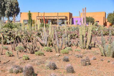 Marakeş, Fas - 25 Şubat 2023: Cactus Thiemann botanik bahçelerinde yetişen renkli kaktüs türleri