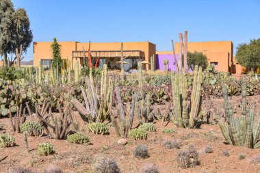 Marakeş, Fas - 25 Şubat 2023: Cactus Thiemann botanik bahçelerinde yetişen renkli kaktüs türleri