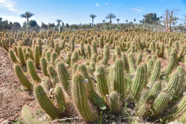 Marakeş, Fas - 25 Şubat 2023: Cactus Thiemann botanik bahçelerinde yetişen renkli kaktüs türleri