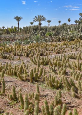 Marakeş, Fas - 25 Şubat 2023: Cactus Thiemann botanik bahçelerinde yetişen renkli kaktüs türleri