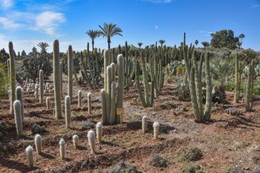 Marakeş, Fas - 25 Şubat 2023: Cactus Thiemann botanik bahçelerinde yetişen renkli kaktüs türleri