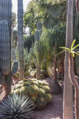 Marakeş, Fas - 7 Şubat 2023 Yves Saint Laurent 'in Majorelle Bahçeleri, Casa Oasis, Marakeş
